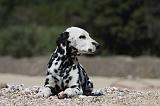 DALMATIEN 265